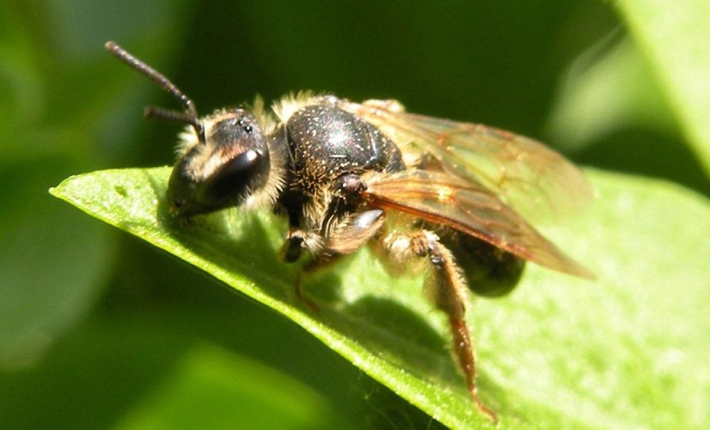 Andrena sp da Le.Mont.Saint.Michel